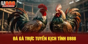 Đá Gà Trực Tuyến U888 – Đấu Trường Sinh Tử Của Chiến Kê