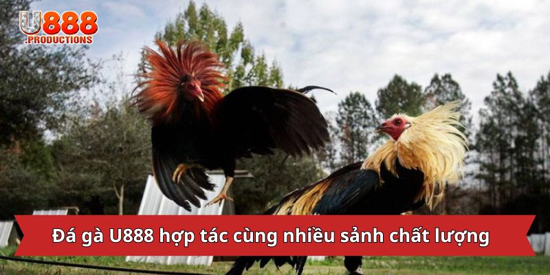 Đá gà U888 hợp tác cùng nhiều sảnh chất lượng