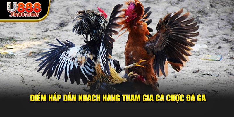 Điểm hấp dẫn khách hàng tham gia cá cược đá gà