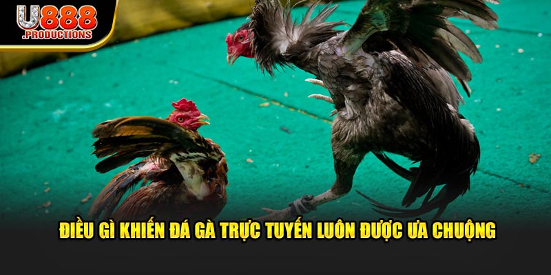 Điều gì khiến đá gà trực tuyến luôn được ưa chuộng