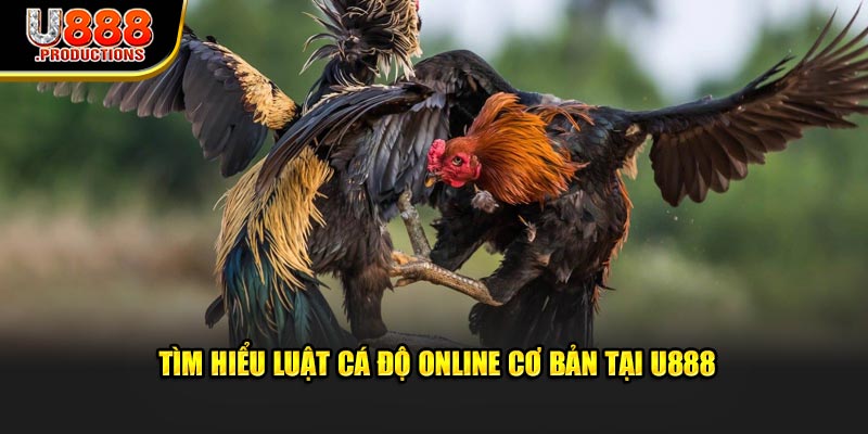 Tìm hiểu luật cá độ online cơ bản tại U888