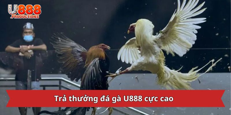 Trả thưởng đá gà U888 cực cao